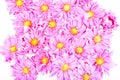 Pink daisies Royalty Free Stock Photo