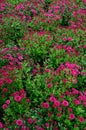 Pink daisies Royalty Free Stock Photo