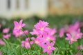 Pink Daisies Royalty Free Stock Photo