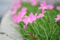 Pink Daisies Royalty Free Stock Photo