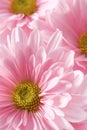 Pink Daisies Royalty Free Stock Photo