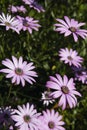 Pink daisies