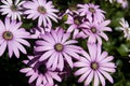 Pink daisies blooming