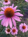 Echinacea in the garden