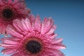 Pink daisies closeup in water. International women day