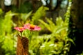 Beautiful Pink Daisies for DÃÂ©cor Royalty Free Stock Photo