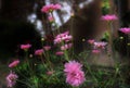 Pink daisies at dusk. Macro image.