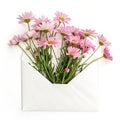 Pink Daisies in Envelope isolated on white background Royalty Free Stock Photo