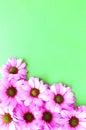 Pink daisies on a green background. Spring flower arrangement. Royalty Free Stock Photo