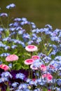 Pink daisies growing amidst light blue forget me not flowers on the edge of a pond. Photographed on a sunny spring day. Royalty Free Stock Photo