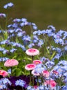 Pink daisies growing amidst light blue forget me not flowers on the edge of a pond. Photographed on a sunny spring day. Royalty Free Stock Photo