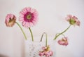 Pink daisies in high key Royalty Free Stock Photo