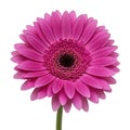 pink daisies isolated on white background Royalty Free Stock Photo