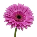 pink daisies isolated on white background Royalty Free Stock Photo