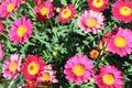 Pink daisies Royalty Free Stock Photo