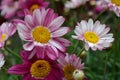 Pink daisies