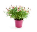 Pink Daisies Marguerite perennials in flower pot isolated on wh Royalty Free Stock Photo