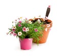 Pink daisies marguerite plant in flower pot isolated on white b Royalty Free Stock Photo