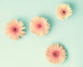 Pink daisies over mint