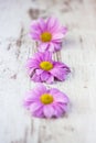 Pink daisies on rustic wooden background