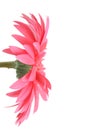 Pink daisy