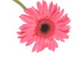 Pink daisy Royalty Free Stock Photo