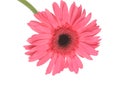 Pink daisy