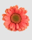 Pink daisy Royalty Free Stock Photo