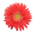 Pink daisy Royalty Free Stock Photo