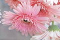 Pink daisy