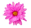 Pink daisy Royalty Free Stock Photo