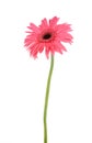 Pink daisy