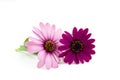 Pink daisy