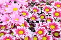Pink daisy background Royalty Free Stock Photo