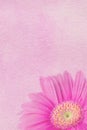 Pink Daisy Background Royalty Free Stock Photo