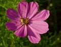 Pink daisy with beetle Royalty Free Stock Photo