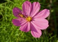 Pink daisy and beetle Royalty Free Stock Photo