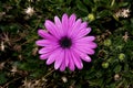 Pink daisy with black center in the bushes in the park Royalty Free Stock Photo