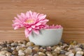 Pink daisy in bowl with river rocks and bamboo - s Royalty Free Stock Photo