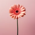 Minimalist Hyperrealistic Pink Gerbera Flower On Pink Background