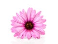 Pink daisy in closeup Royalty Free Stock Photo