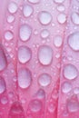 Pink Daisy Drops Royalty Free Stock Photo