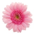 Pink Daisy flower