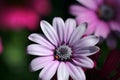 Pink daisy flower Royalty Free Stock Photo