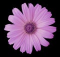 Pink daisy flower on the black isolated background with clipping path. Flower for design, texture, postcard, wrapper. Closeup. Royalty Free Stock Photo