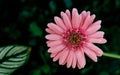 Pink daisy flower closeup, natural background.