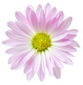 Pink Daisy Flower Daisies Floral Flowers Royalty Free Stock Photo