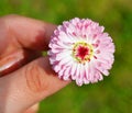 Pink Daisy flower in hand on a background of grass