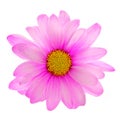 Pink daisy flower isolated Royalty Free Stock Photo