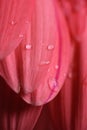 Pink daisy flower macro Royalty Free Stock Photo